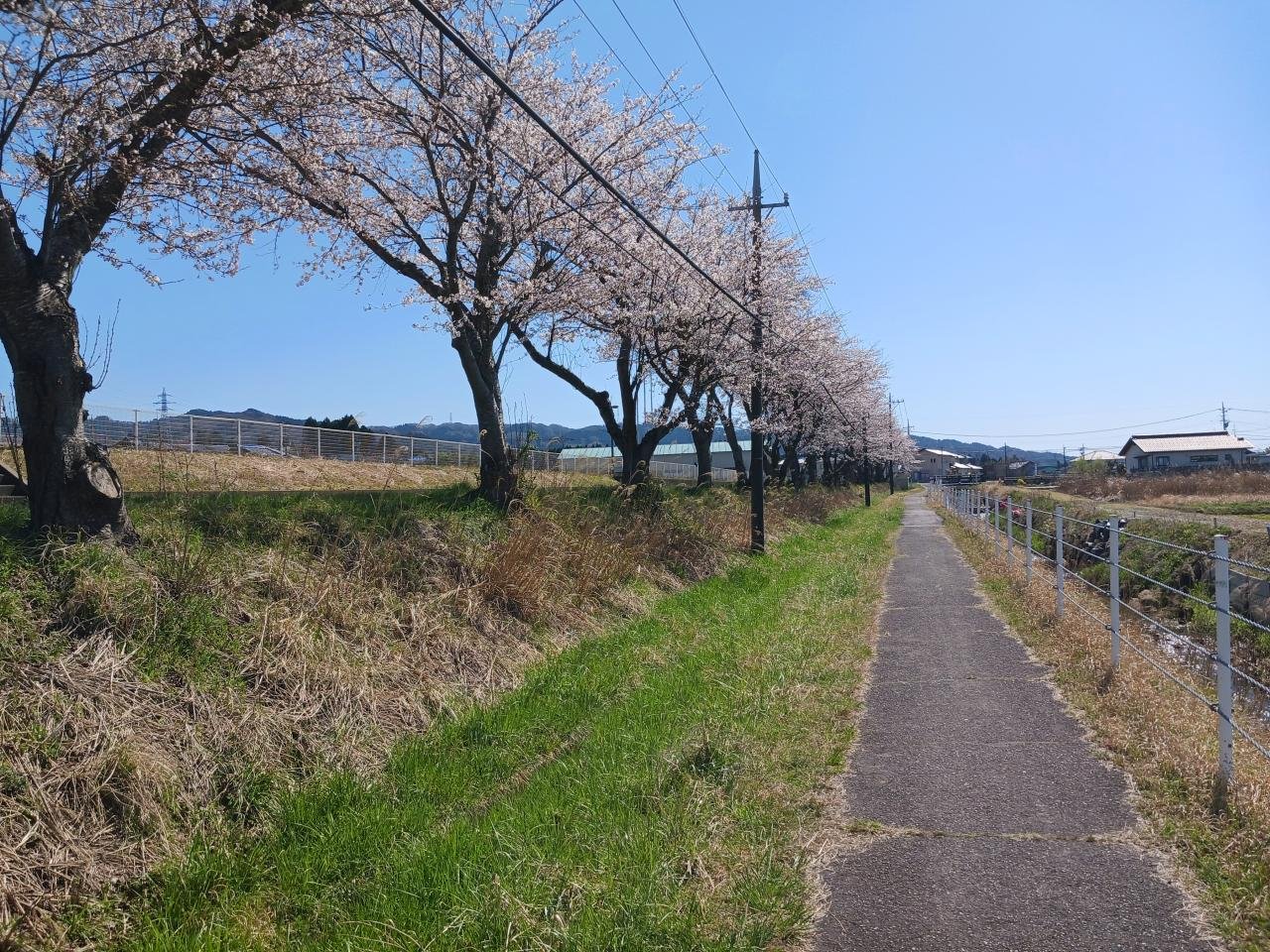 被災地の桜並木